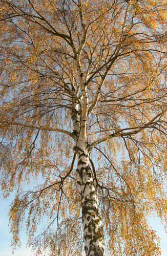 Lone Birch Tree