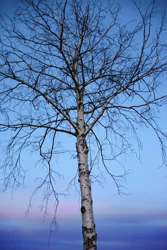 Lone Tree