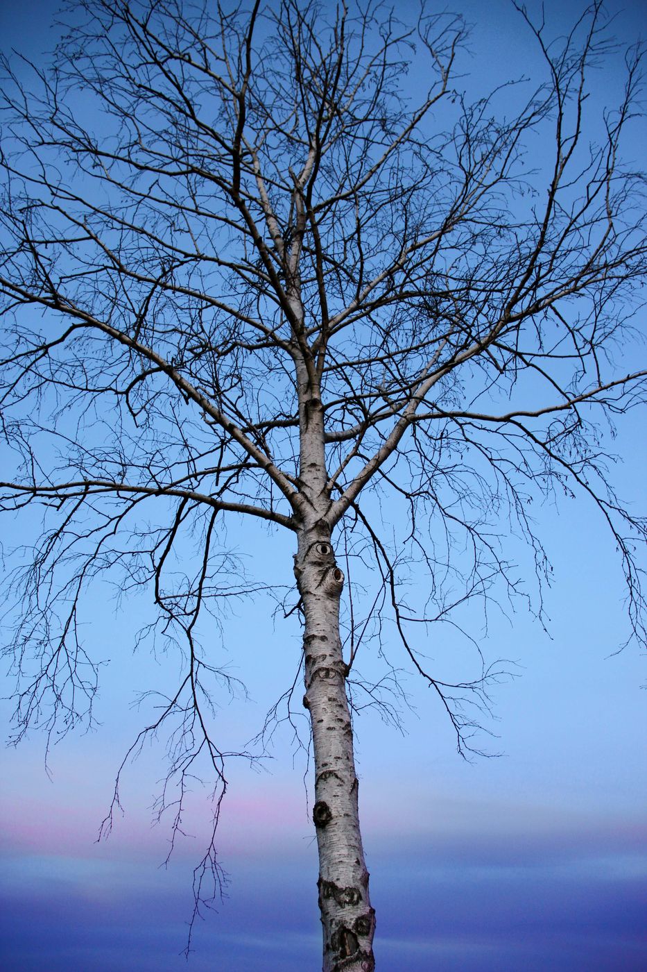 Lone Tree, Germany