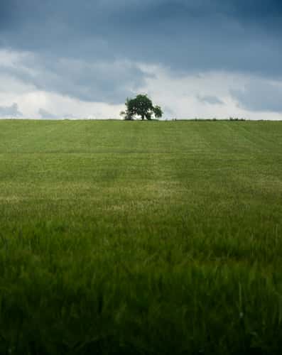 Lone Tree Schnaid