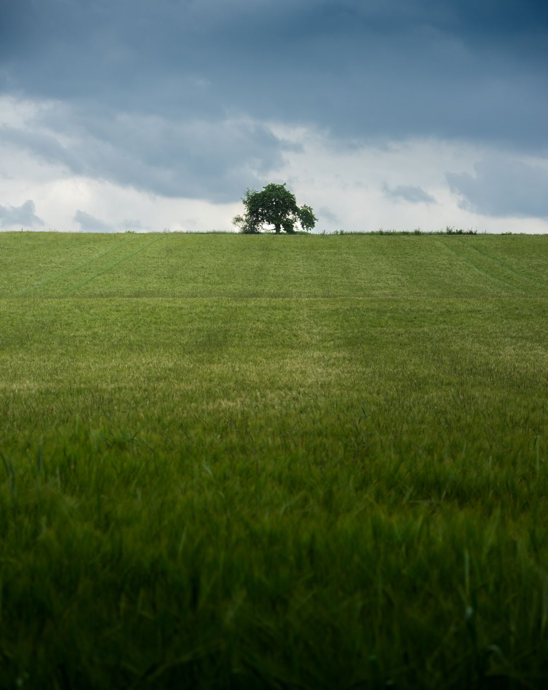 Lone Tree Schnaid, Germany