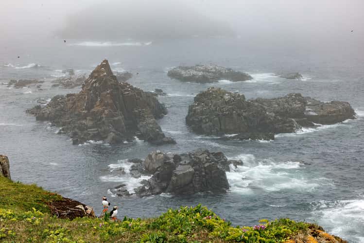 Elliston Puffin Viewing Site