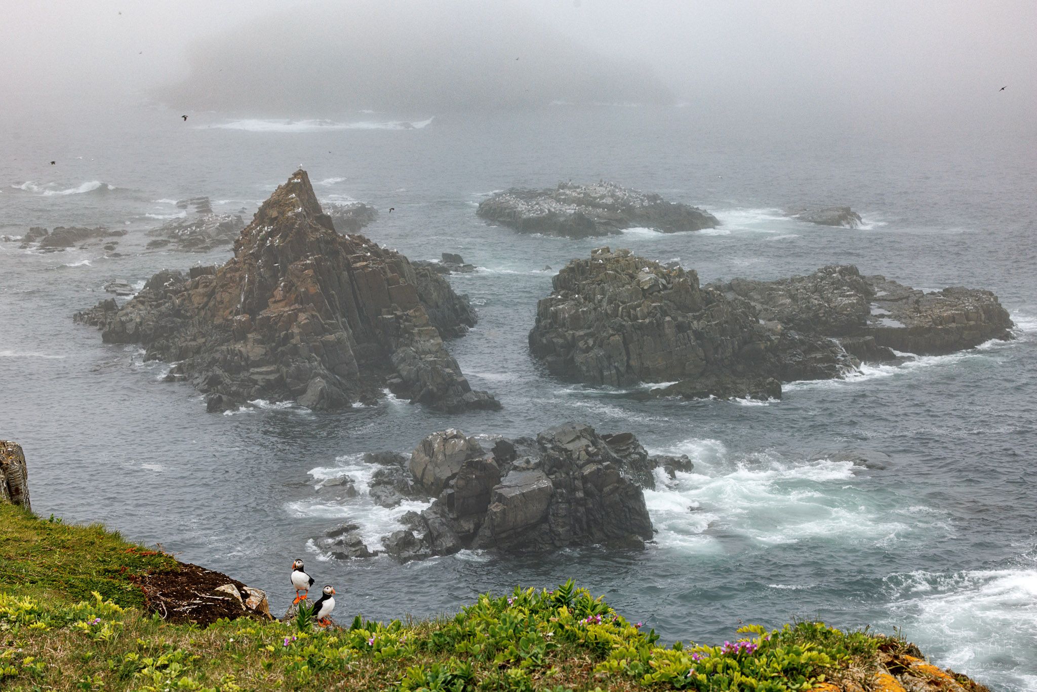 Elliston Puffin Viewing Site, Canada