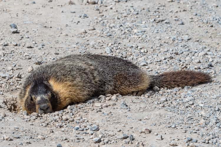 Marmots on Baker Creek Road