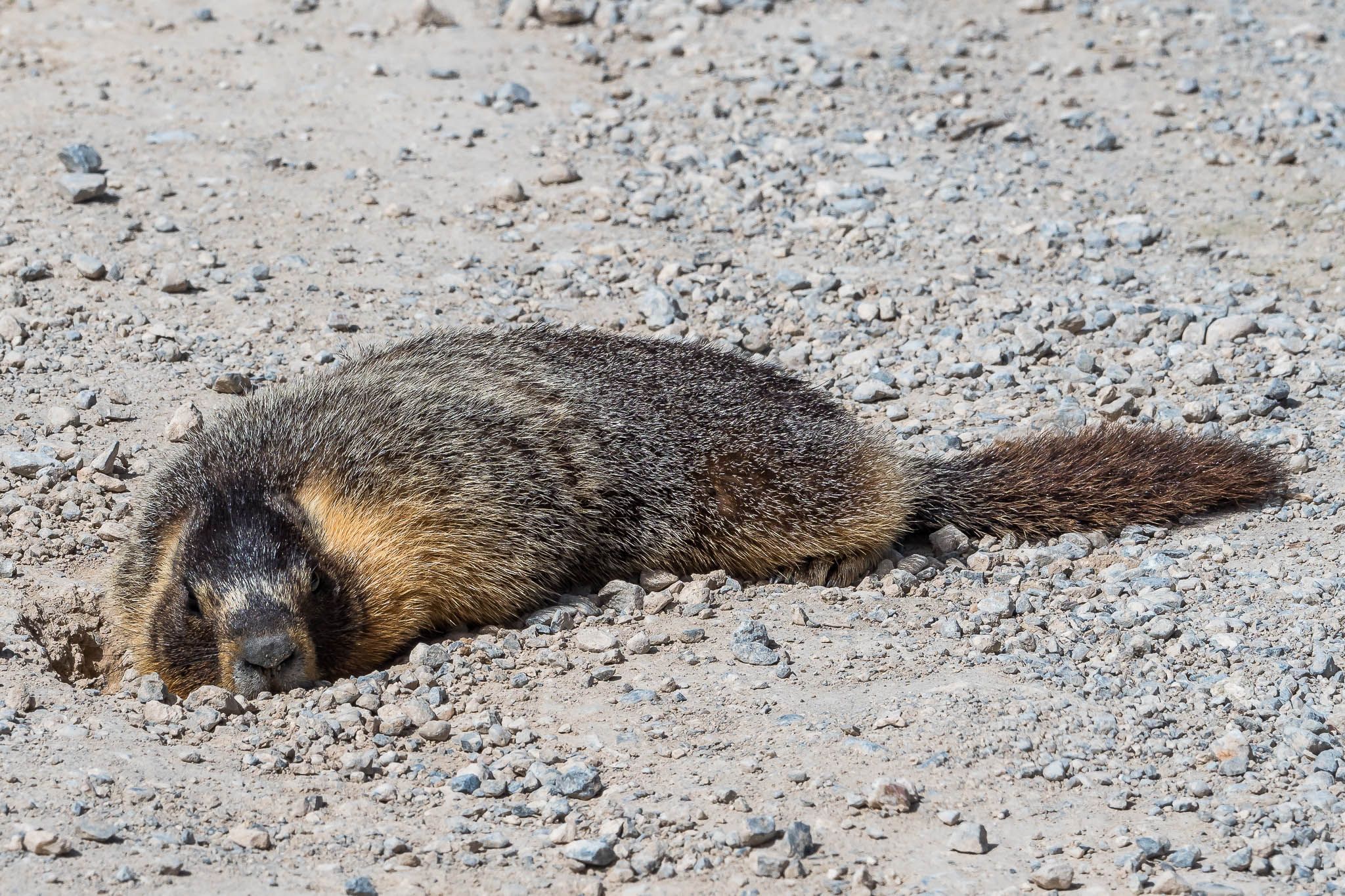 Marmots on Baker Creek Road, USA