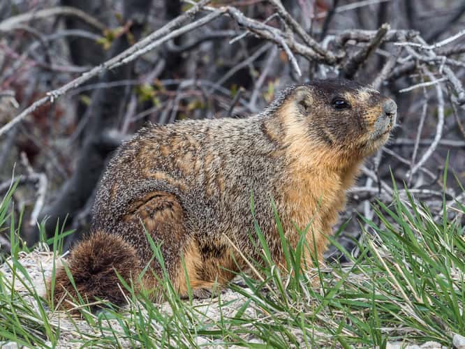 Marmots on Baker Creek Road