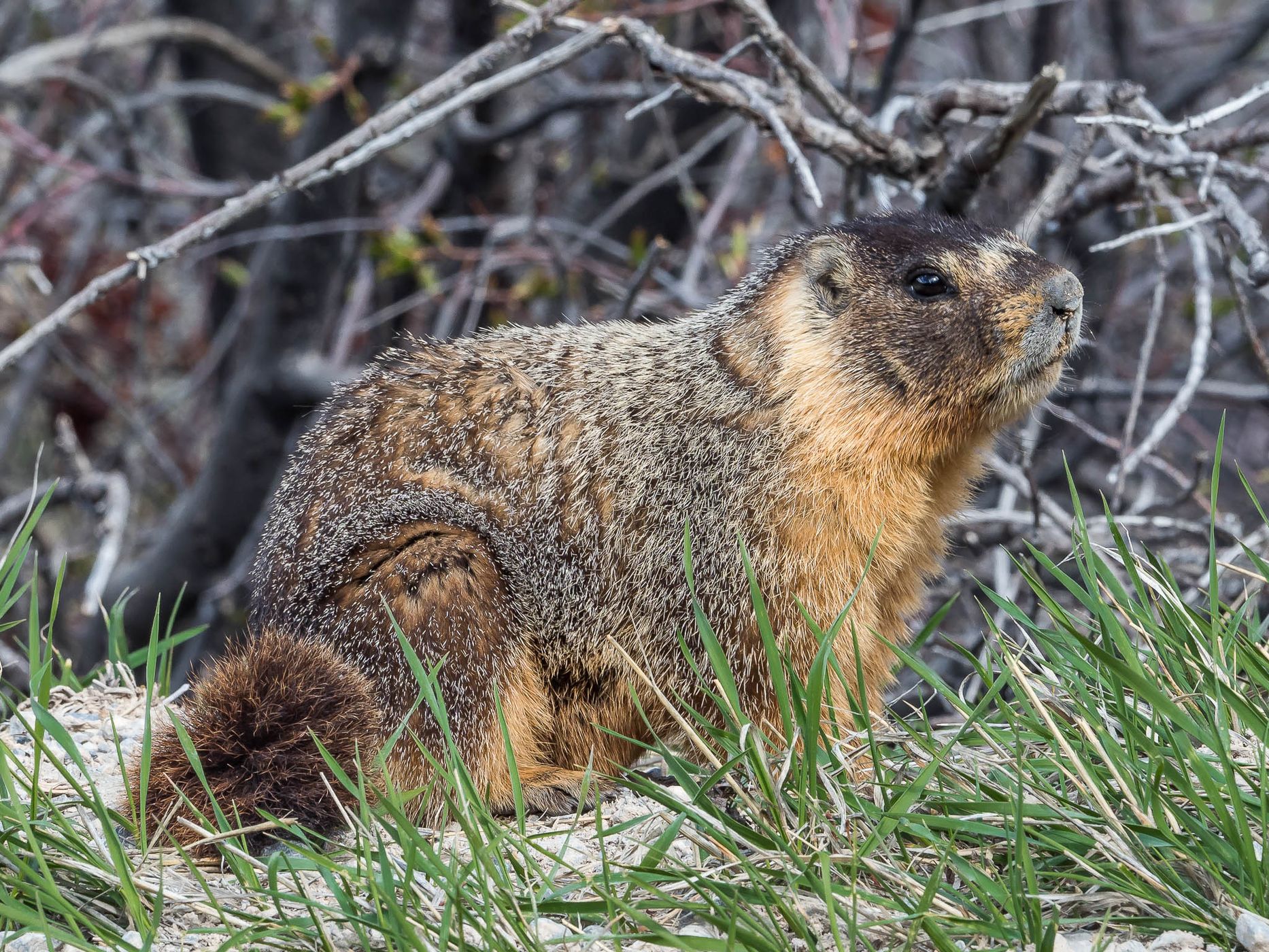 Marmots on Baker Creek Road, USA