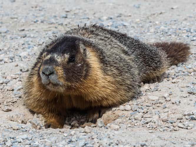 Marmots on Baker Creek Road