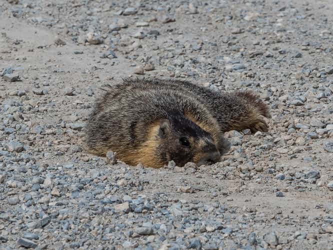 Marmots on Baker Creek Road