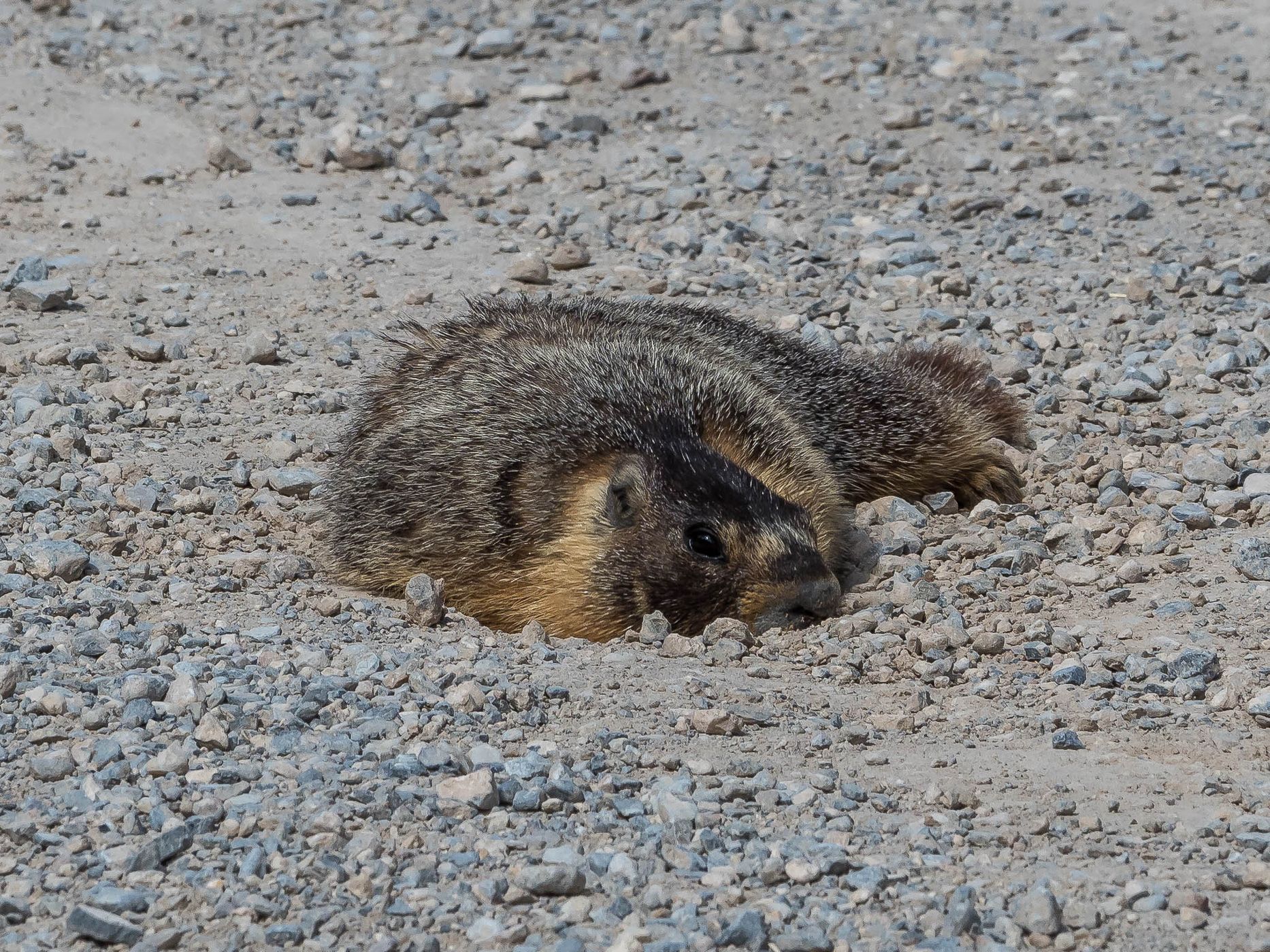 Marmots on Baker Creek Road, USA