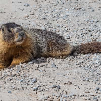 Marmots on Baker Creek Road, USA