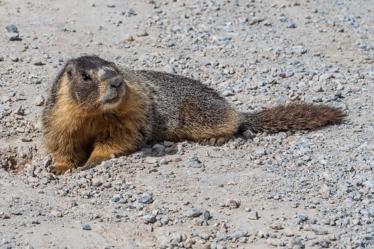 Marmots on Baker Creek Road
