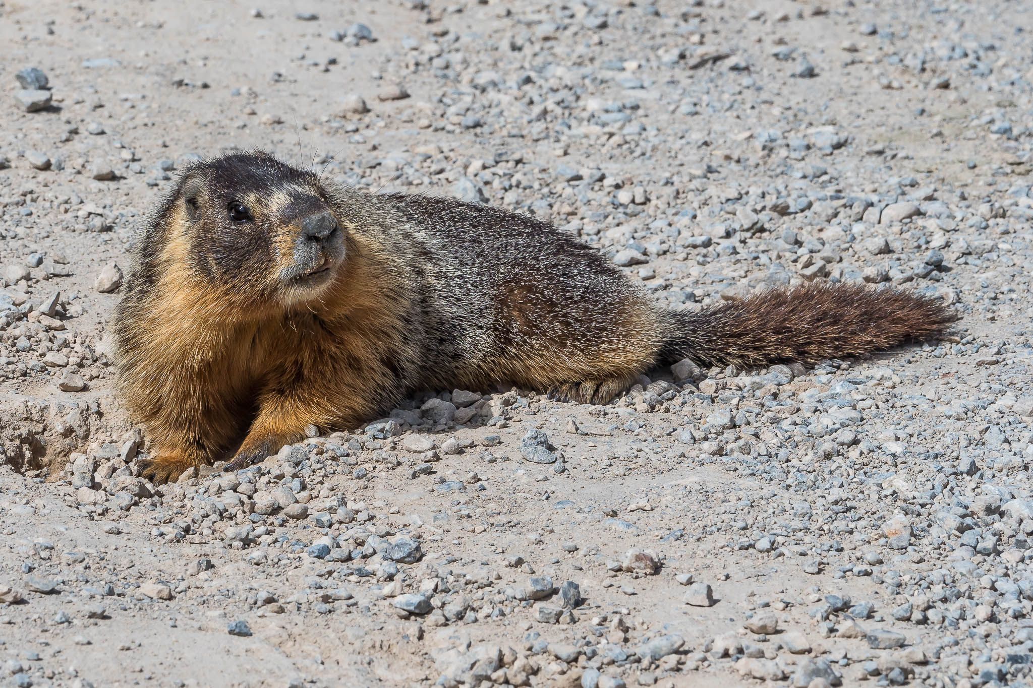 Marmots on Baker Creek Road, USA
