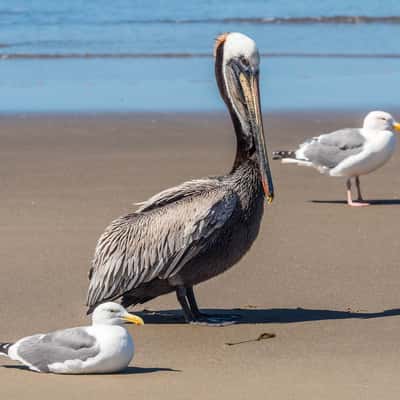 McPhillips Beach, USA