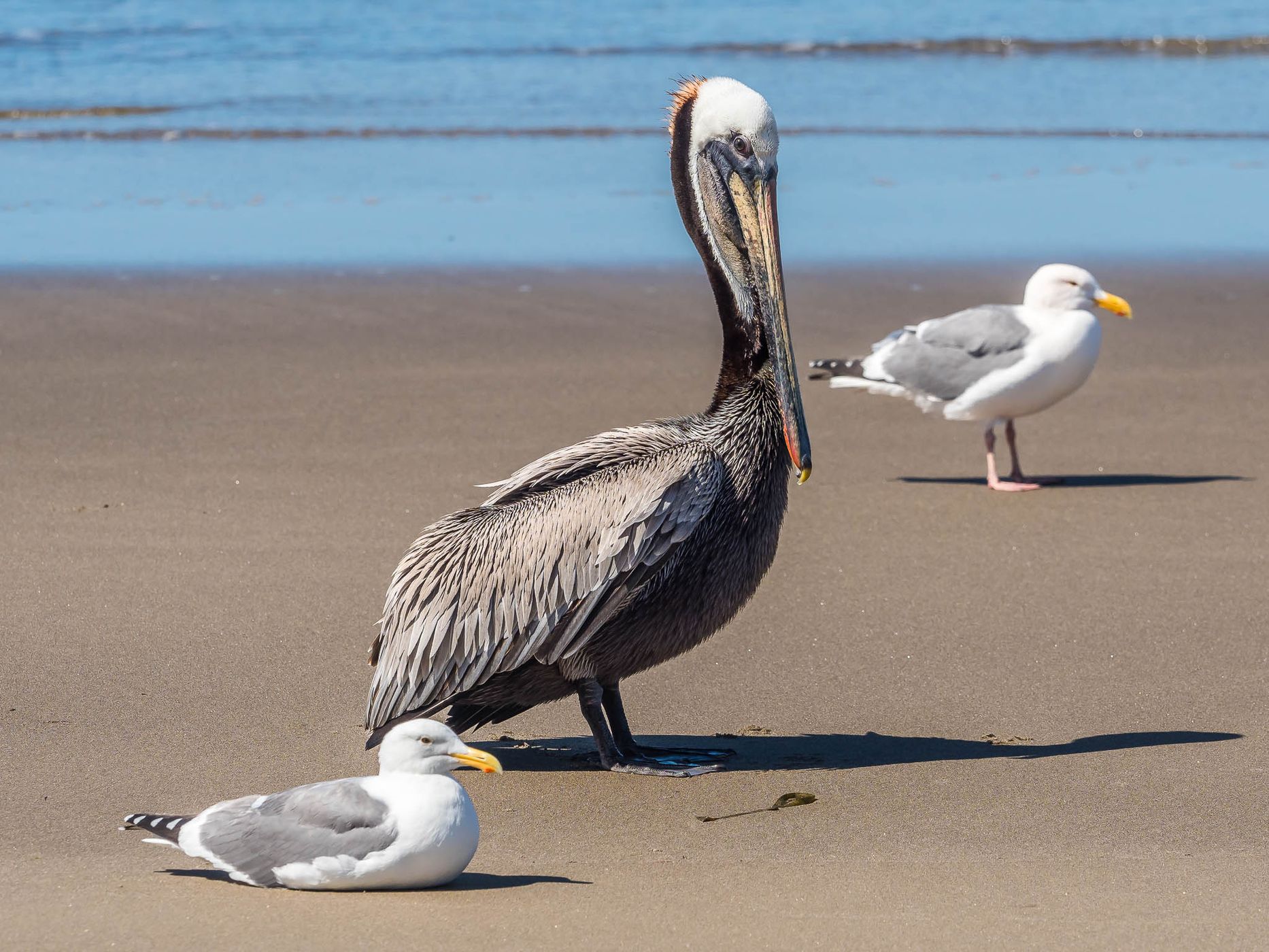 McPhillips Beach, USA