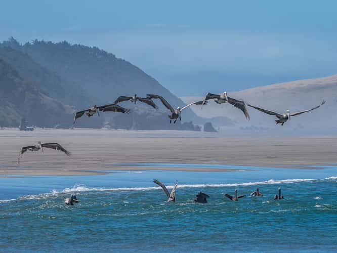 McPhillips Beach