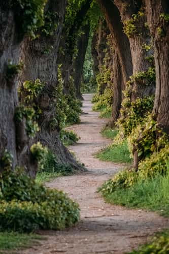 Most Narrow Linden Avenue of Germany