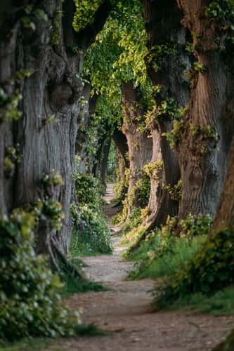 Most Narrow Linden Avenue of Germany