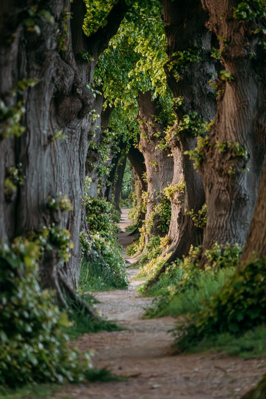Most Narrow Linden Avenue of Germany, Germany