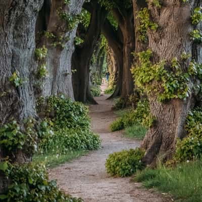 Most Narrow Linden Avenue of Germany, Germany