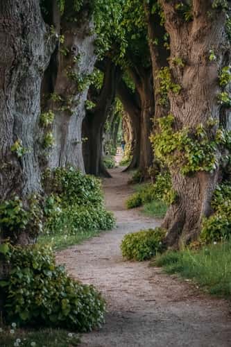 Most Narrow Linden Avenue of Germany