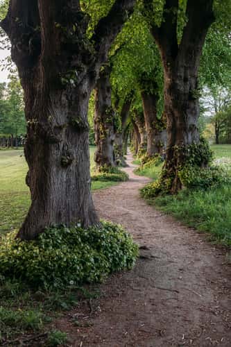 Most Narrow Linden Avenue of Germany