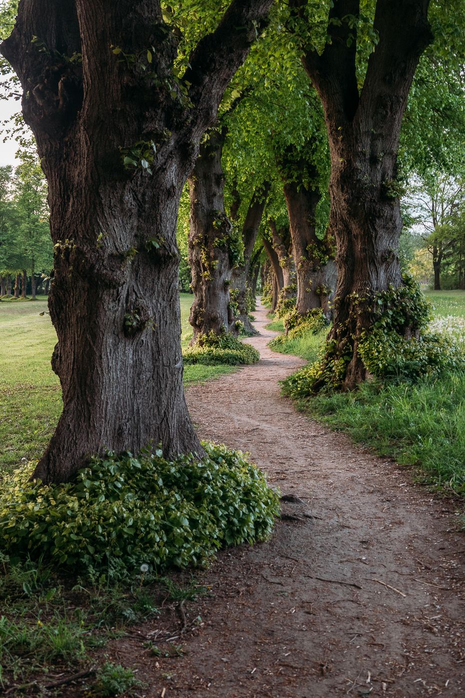 Most Narrow Linden Avenue of Germany, Germany