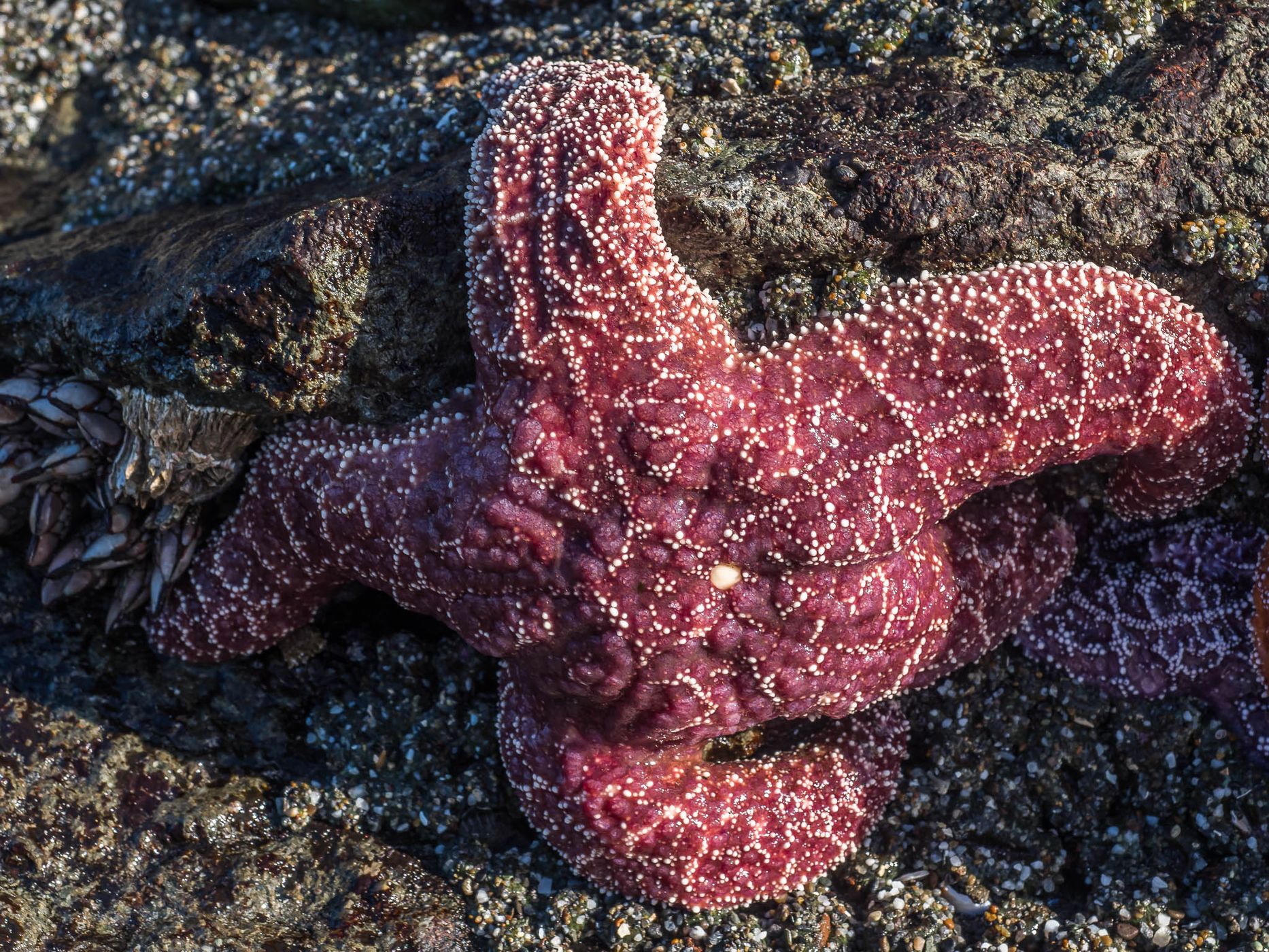 Myers Beach,Oregon, USA