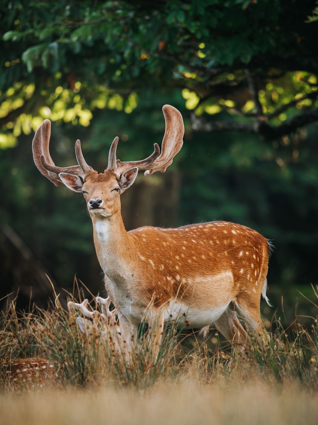 Naturwildpark Dülmen, Münsterland, Germany