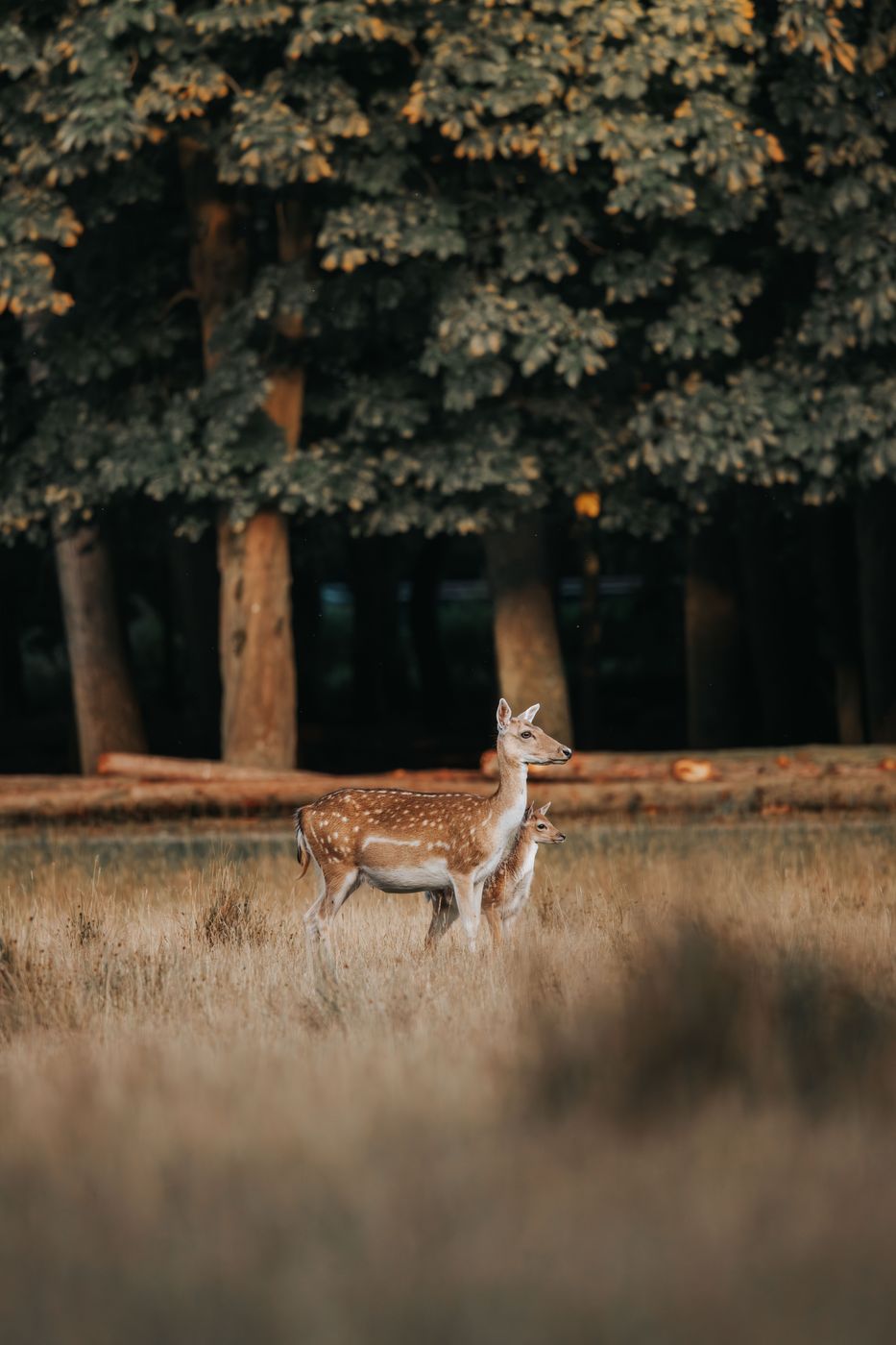 Naturwildpark Dülmen, Münsterland, Germany