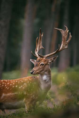 Naturwildpark Granat, Münsterland