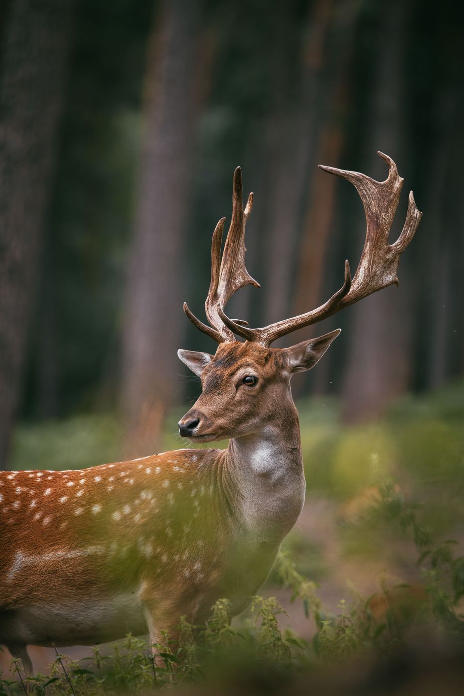 Naturwildpark Granat, Münsterland, Germany
