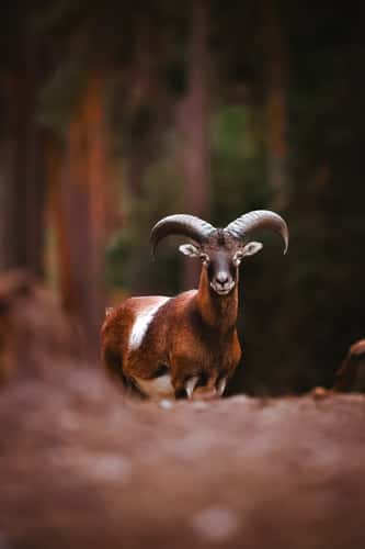 Naturwildpark Granat, Münsterland