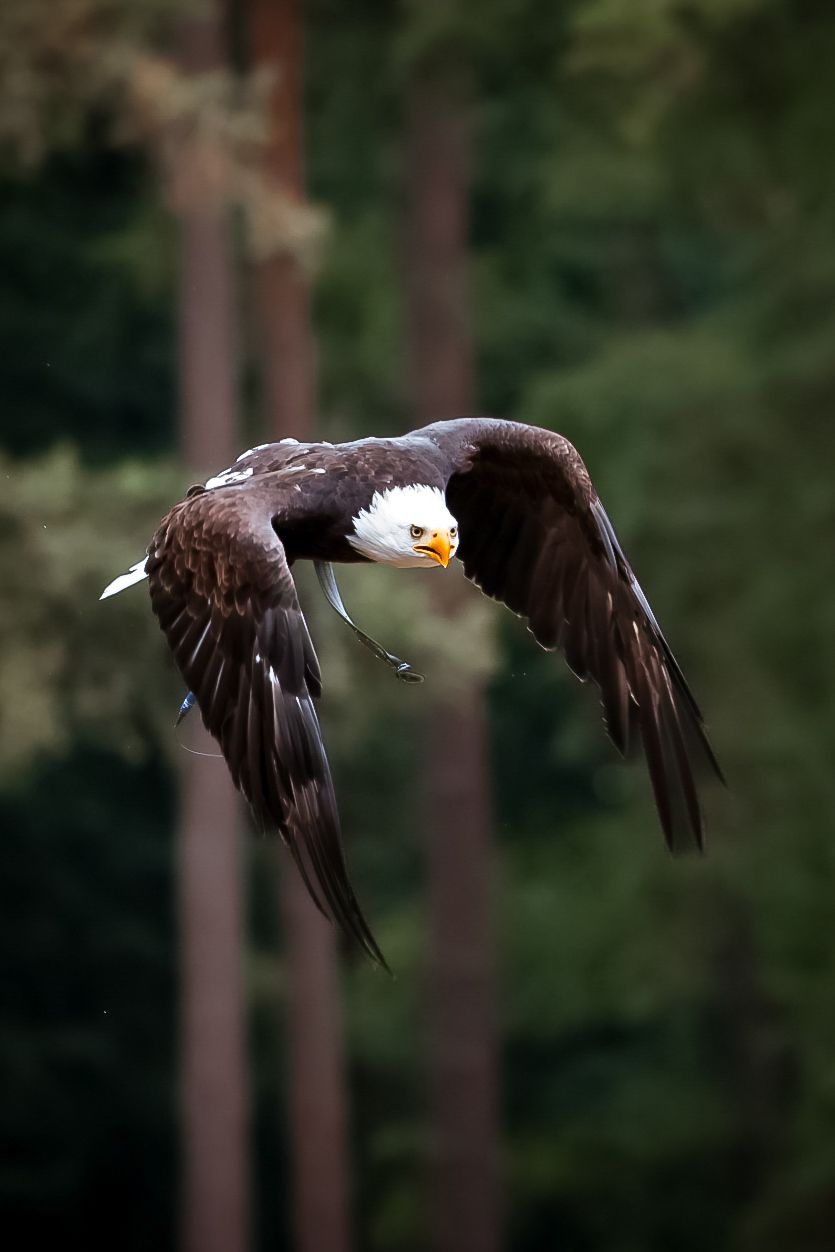 Naturwildpark Granat, Münsterland, Germany