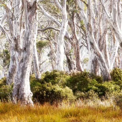 Navarre Plains, Australia