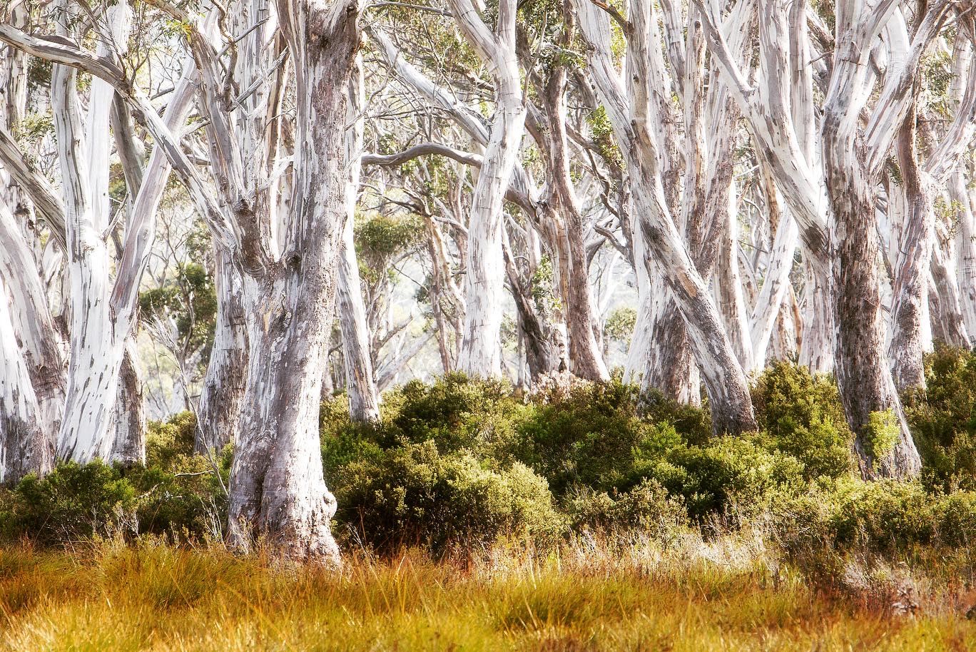 Navarre Plains, Australia