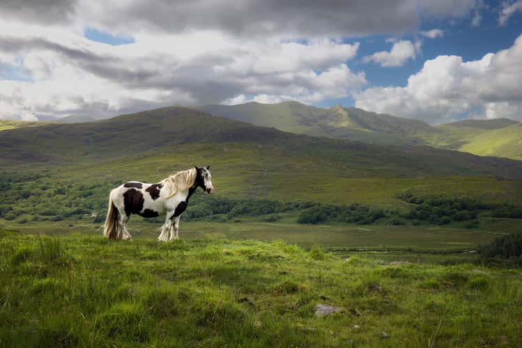 Pasture view outside Killarney National Park