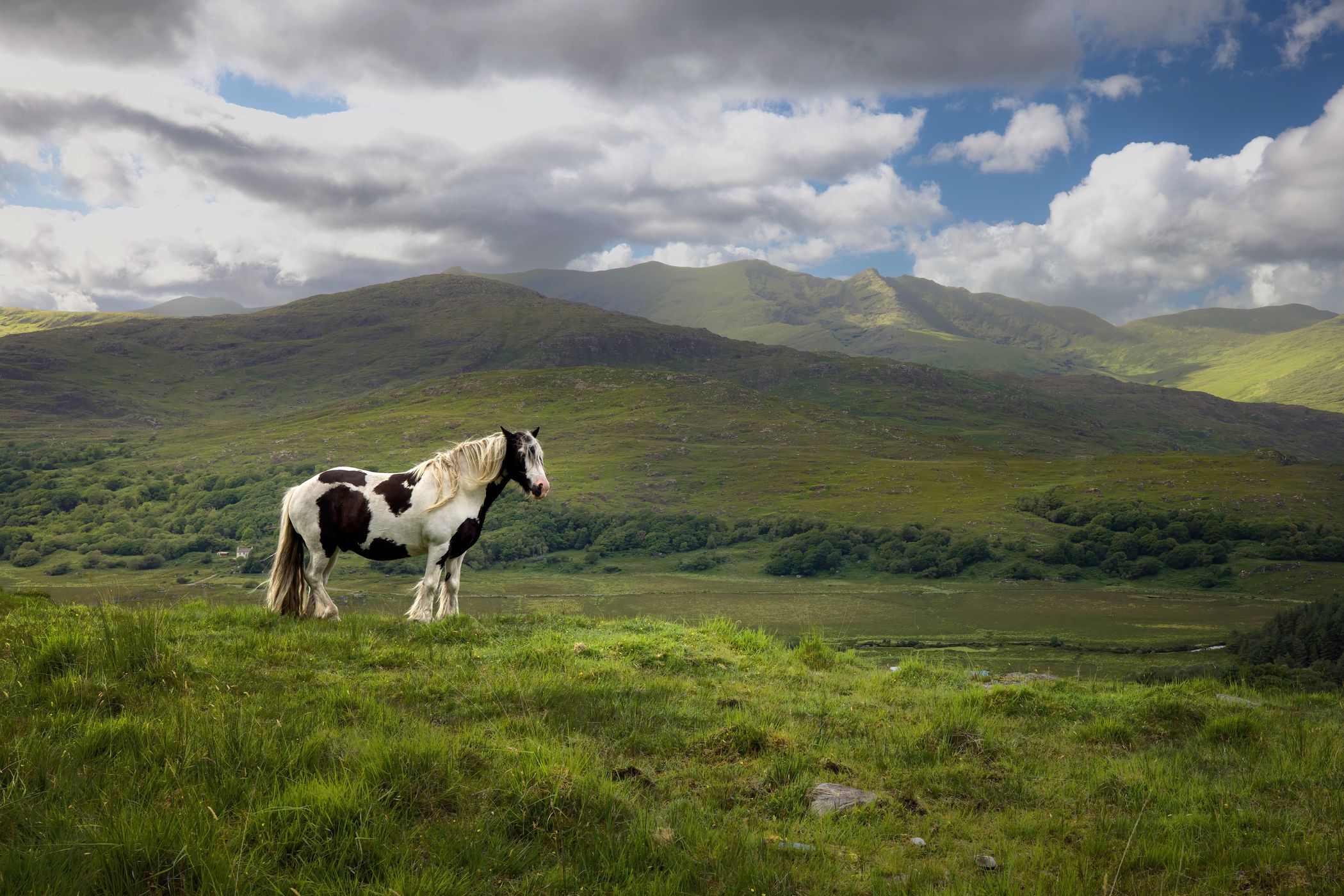 Pasture view outside Killarney National Park, Ireland