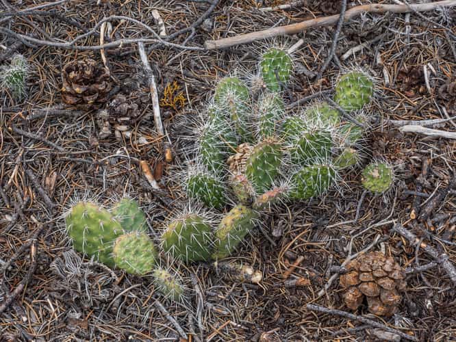 Pole Canyon Trail