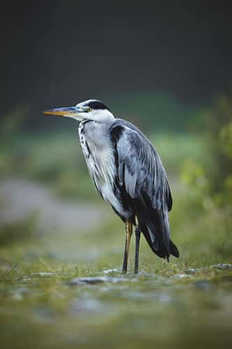 Recke Moor and birdlife, Münsterland