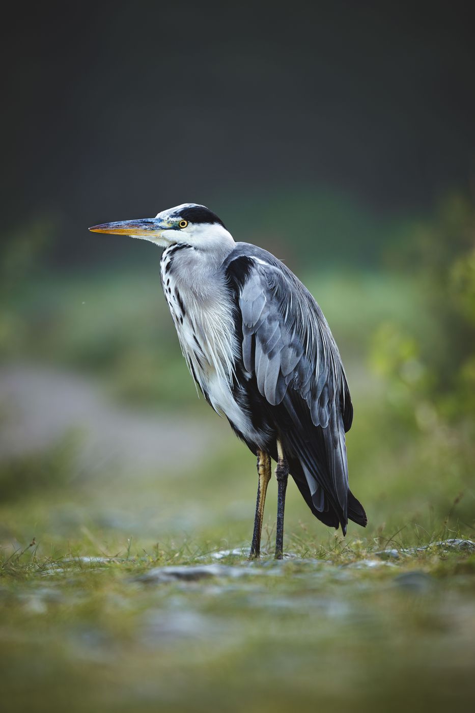 Recke Moor and birdlife, Münsterland, Germany