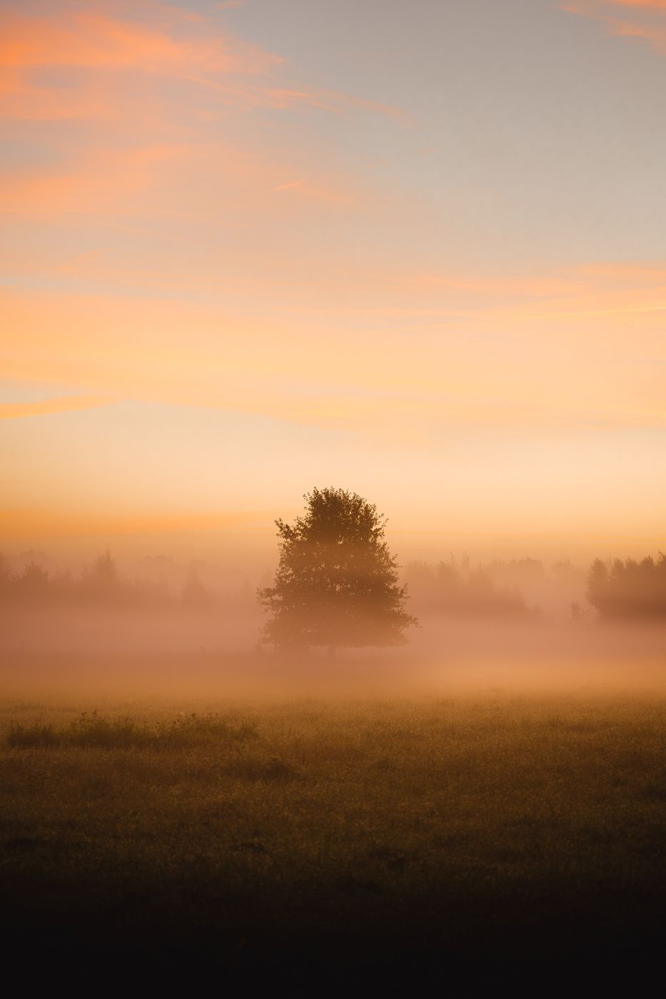 Recke Moor and birdlife, Münsterland, Germany
