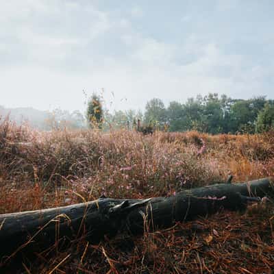 Schirlheide, Münsterland, Germany