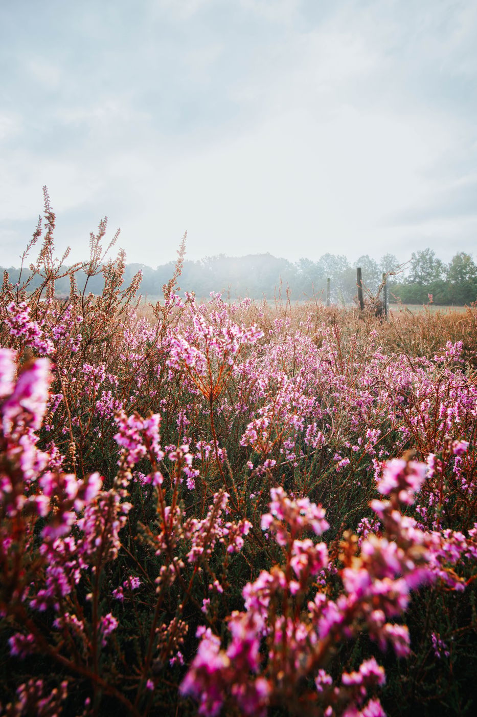 Schirlheide, Münsterland, Germany