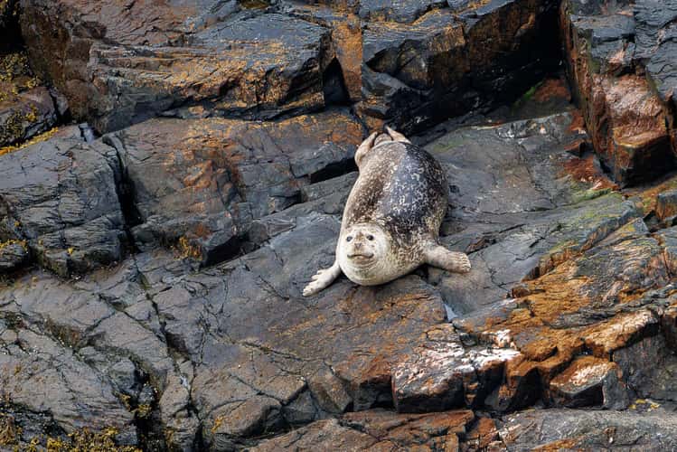 Seals at Cape Pine