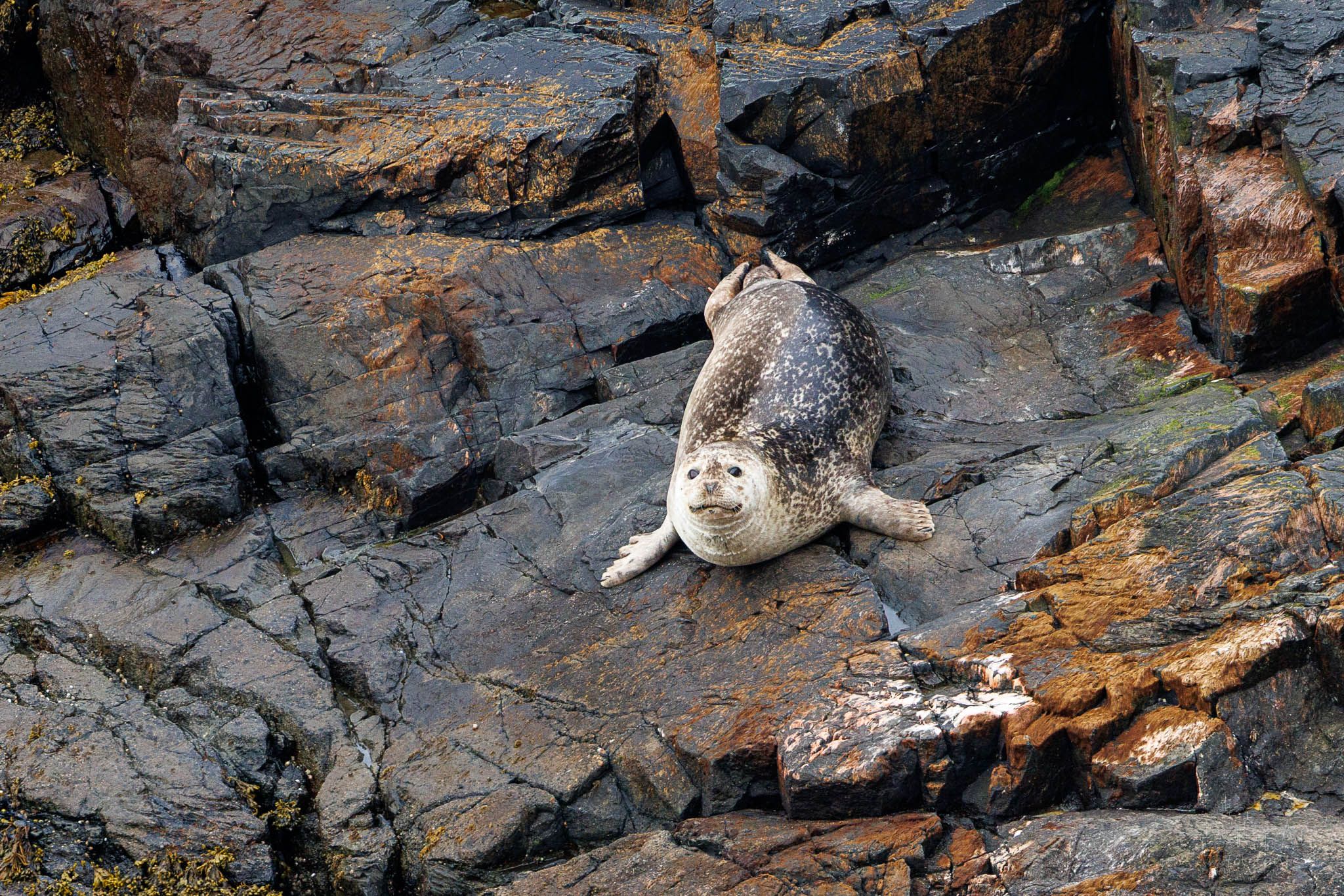 Seals at Cape Pine, Canada
