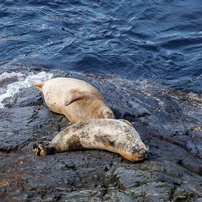 Seals at Cape Pine, Canada