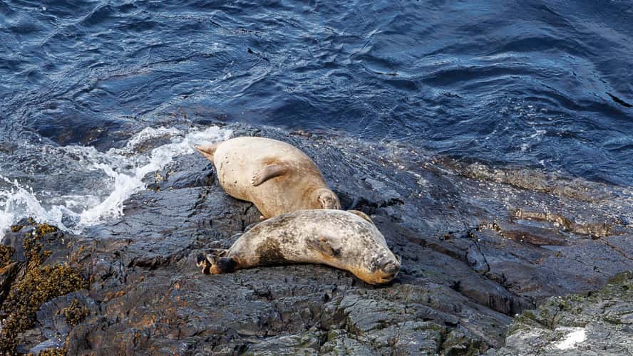 Seals at Cape Pine
