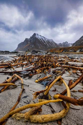 Seaweed Vikten Beach