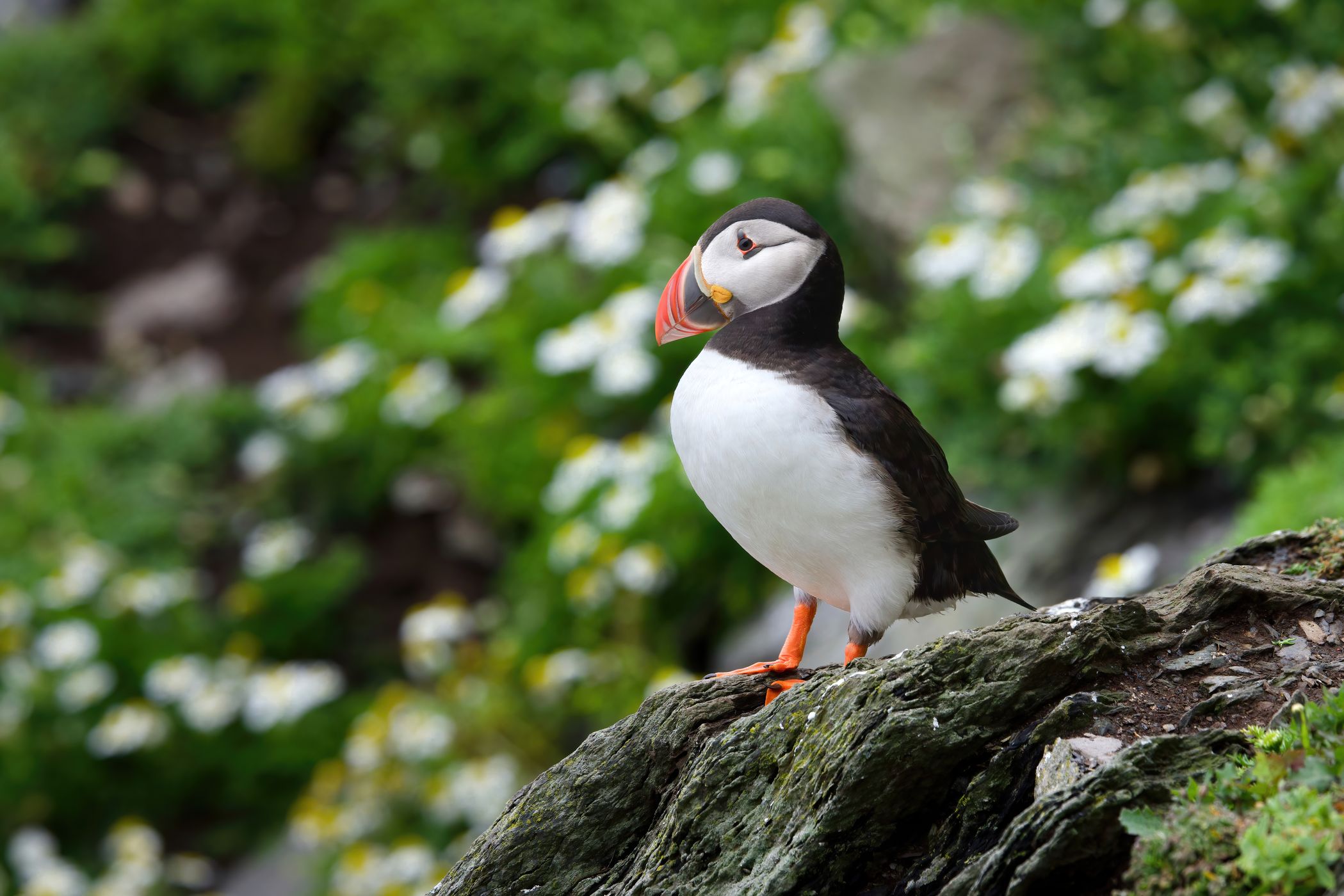 Skellig Michael, Ireland